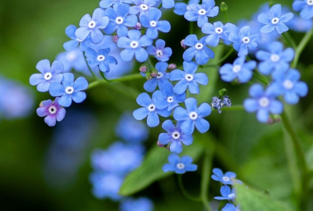 Forget Me Nots scaled aspect ratio 288 195