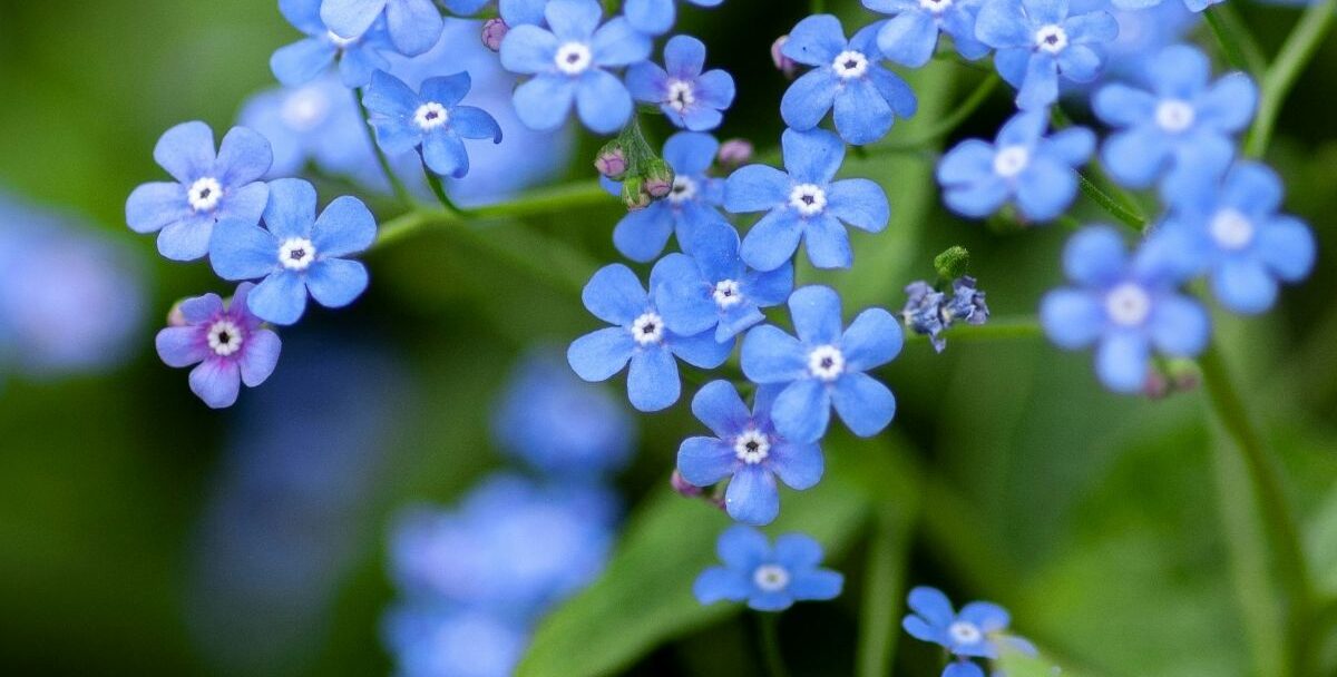 Forget Me Nots scaled aspect ratio 790 400
