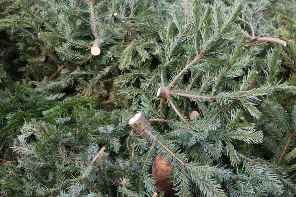 Christmas Tree Recycling 2