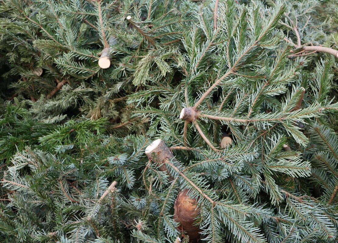 Christmas Tree Recycling 2 1 aspect ratio 405 292
